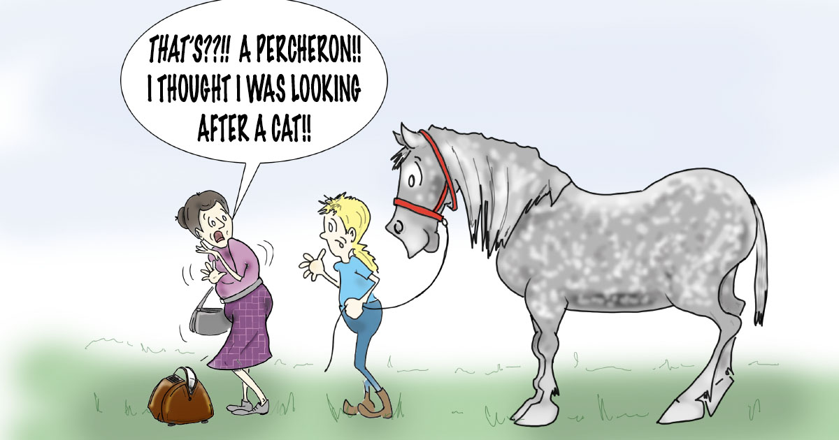 How Much to Pay a Horse Sitter?
